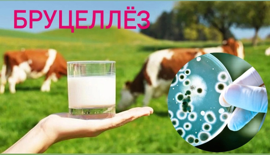 Профилактика бруцеллёза Профилактика бруцеллёза.